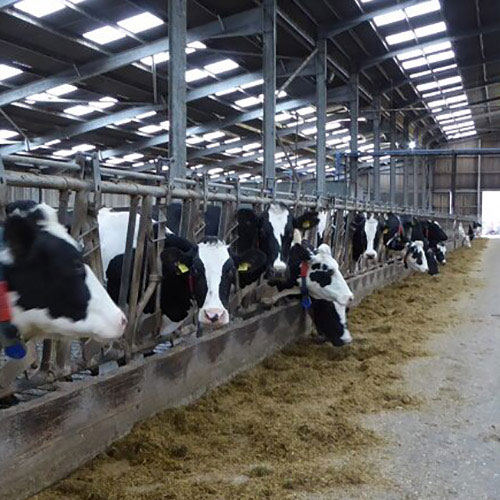 مایحتاج دامپروری